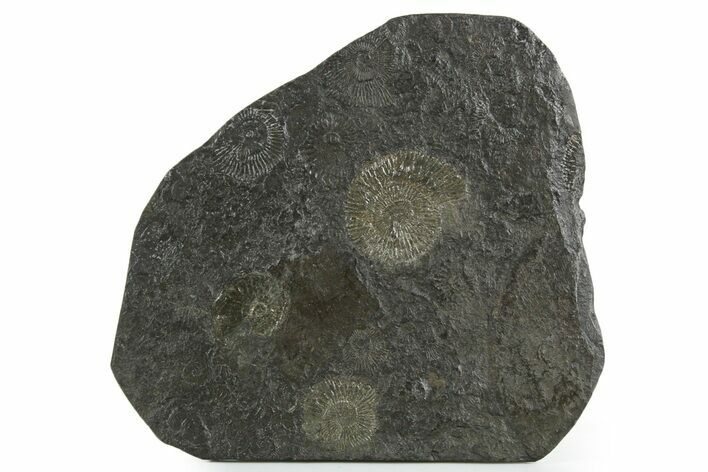 Fossil Ammonite (Dactylioceras) Cluster - Posidonia Shale, Germany #353522